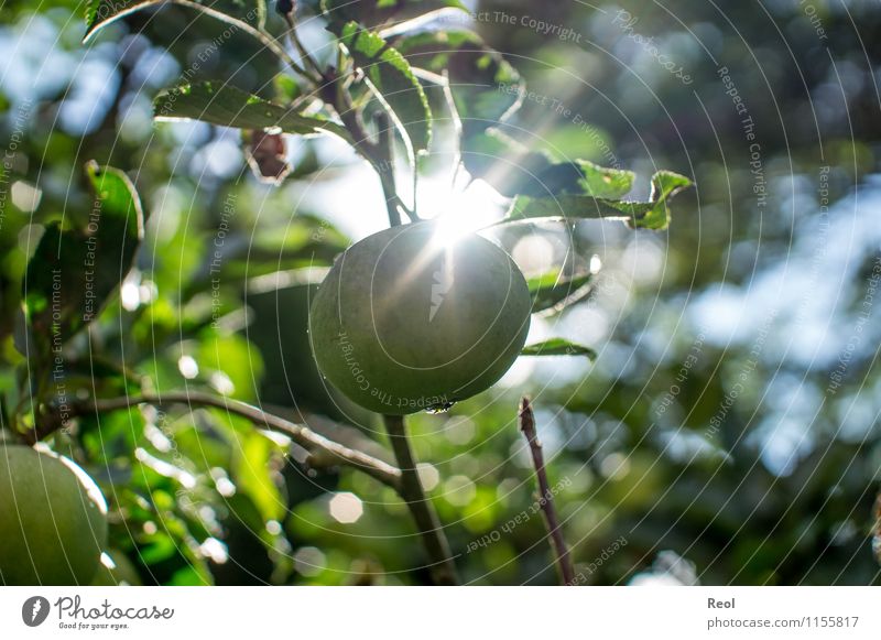 apple Food Apple Nature Sun Sunlight Autumn Plant Tree Agricultural crop Apple tree Mature Fruit trees Eating Green Healthy Eating Sunbeam Flourish Back-light