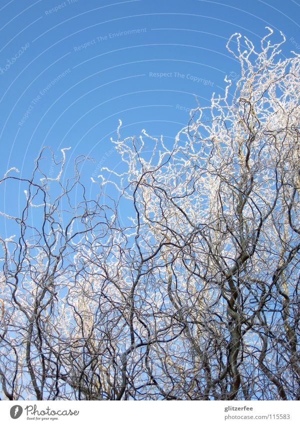 white-blue stories Freeze Tree Cold Willow corkscrew Junction Winter November December January White Beautiful Frost Pasture Branch Snow Ice Sky Blue Weather