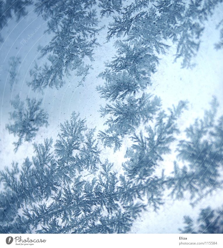 Ice flowers of snow on a blue icy background Winter Seasons January February Gloomy chill Ice crystal Frozen surface Window pane Light Lighting Glimmer Pattern