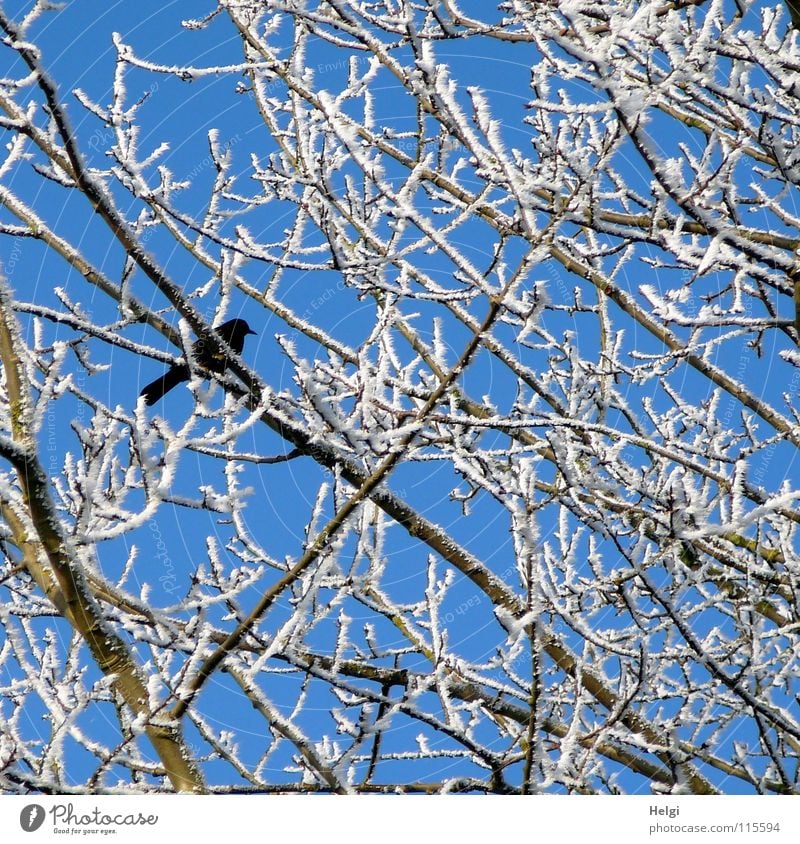 in black and white... Winter Cold Hoar frost Tree Branchage Branched Bird Black Raven birds White Brown Together Beautiful Side by side Long Thin Muddled