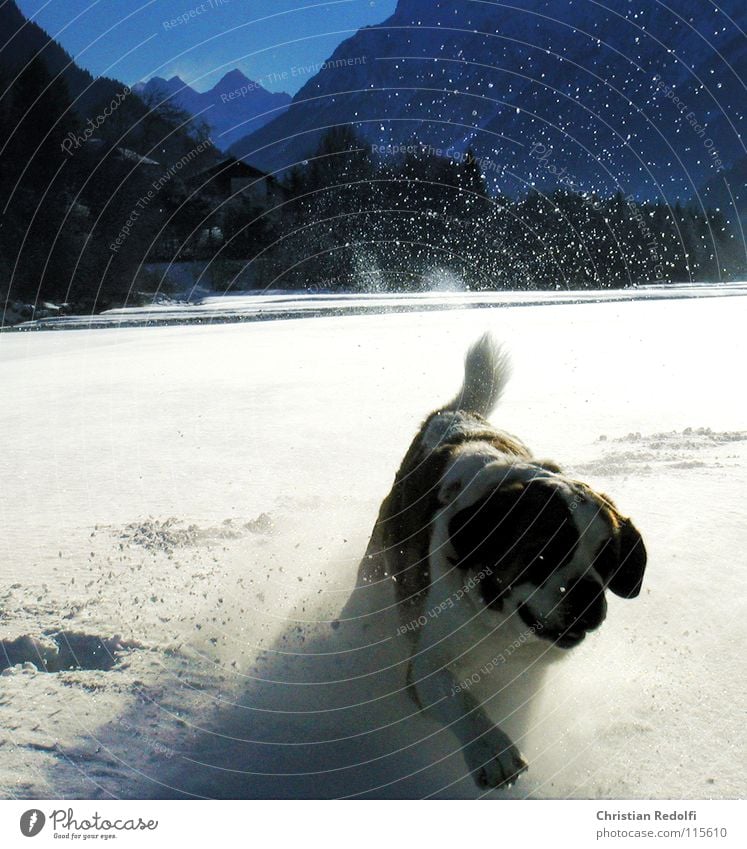 Berhardiner Dog Playing Snowscape Hundred-metre sprint Intuition Weather Winter Cold Animal bernhardiner River Lech Landscape Walking dog play mountain rescuer