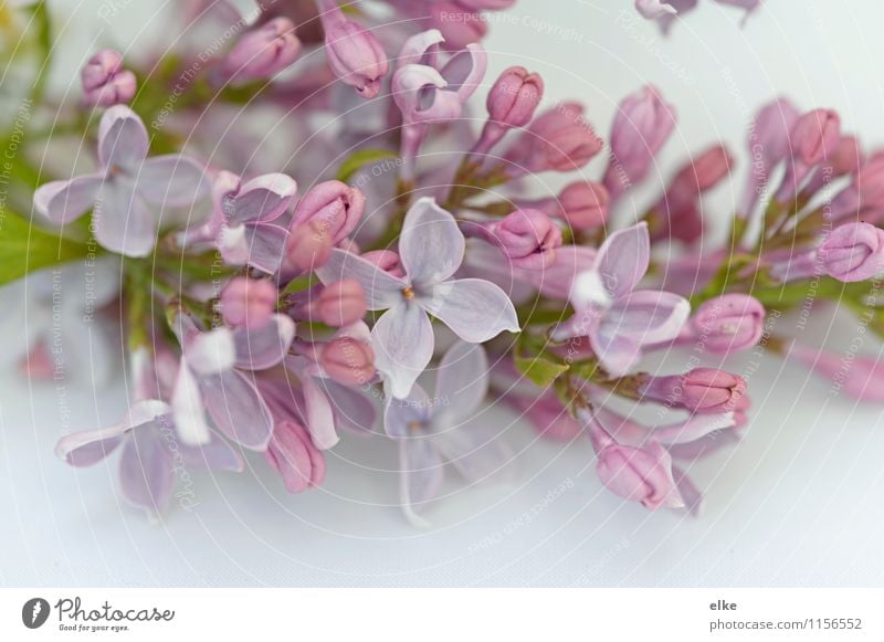 lilac Nature Plant Spring Beautiful weather Flower Blossom Garden Uniqueness Lilac Subdued colour Multicoloured Exterior shot Close-up Macro (Extreme close-up)