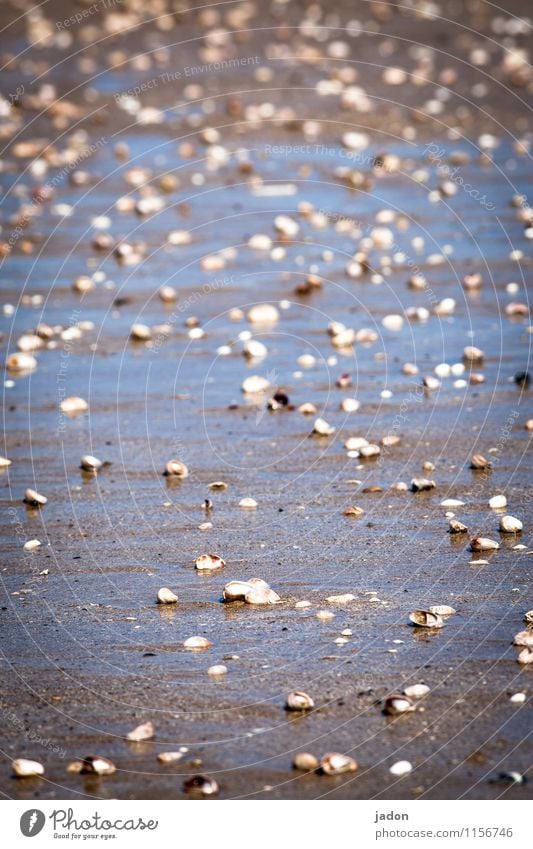 I've been messed up. Meditation Trip Beach Ocean Environment Nature Landscape Elements Coast Bay Mussel Wet Serene Ease Lanes & trails Far-off places Water