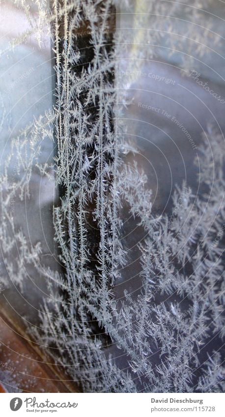 Cold times Colour photo Exterior shot Pattern Structures and shapes Morning Dawn Day Light Shadow Contrast Silhouette Reflection Winter Climate change Ice Frost