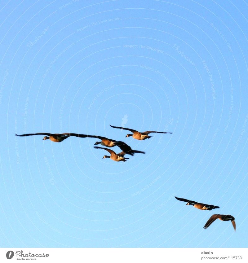 nothing like away... Colour photo Exterior shot Copy Space top Copy Space bottom Shadow Contrast Silhouette Back-light Animal portrait Sky Cloudless sky