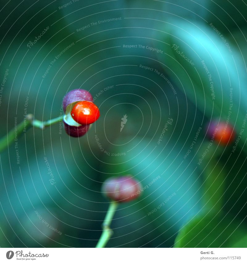 berries Bursting Green Red Tree Bushes Glittering Pearl Protective cover Garden Park Winter Berries Bowl Sheath background blur Branch Protection