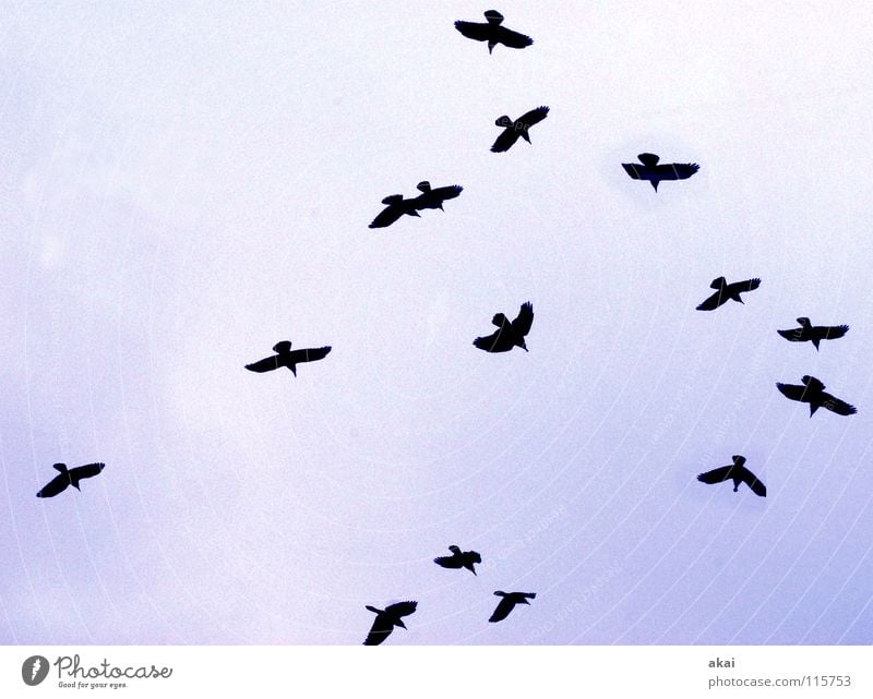 Christmas raven Raven birds Clouds Formation Social Warped Goose Air Winter Communicate Bird Sky Blue Cover Flock Flying Aviation hollered social fabric