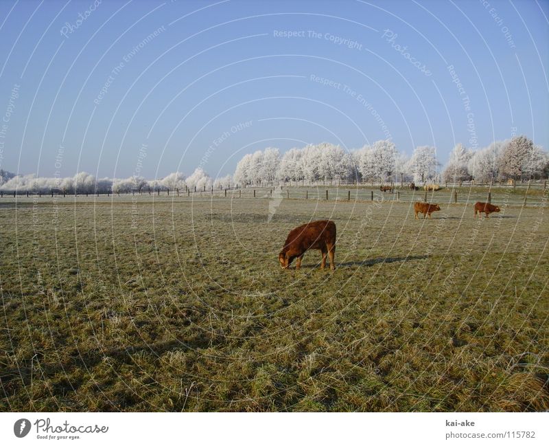 pasture Cow Camel Hoar frost Winter Snowscape Horizon Americas Pasture