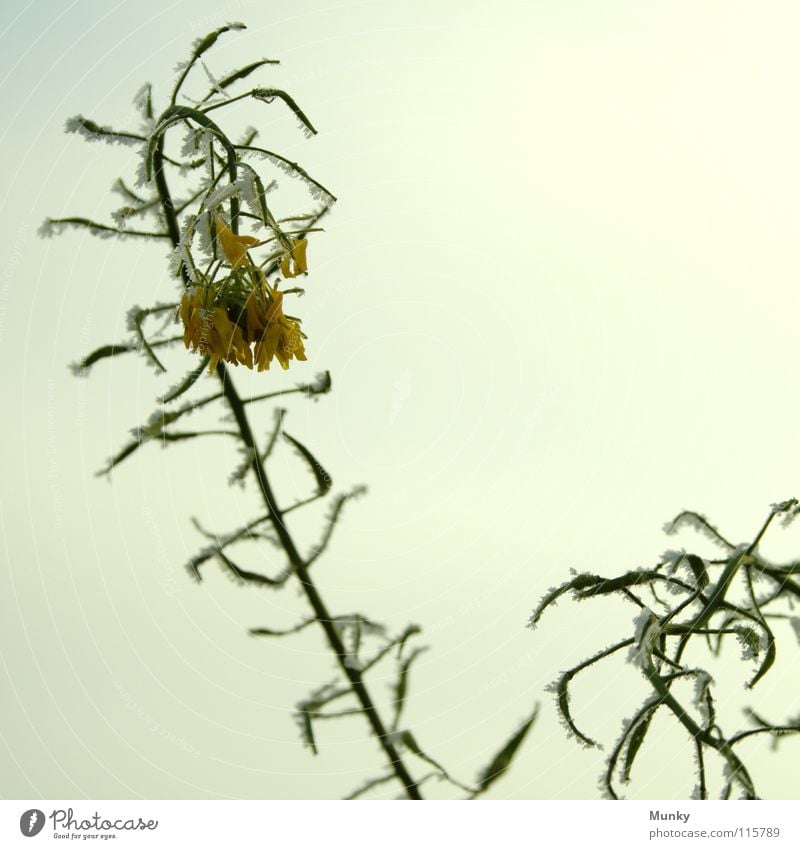 Don't hang! Winter Canola Blossom Green Clouds Maturing time Photosynthesis Ambitious Under Tendril Chaos Muddled Square Agriculture Field Sky Far-off places