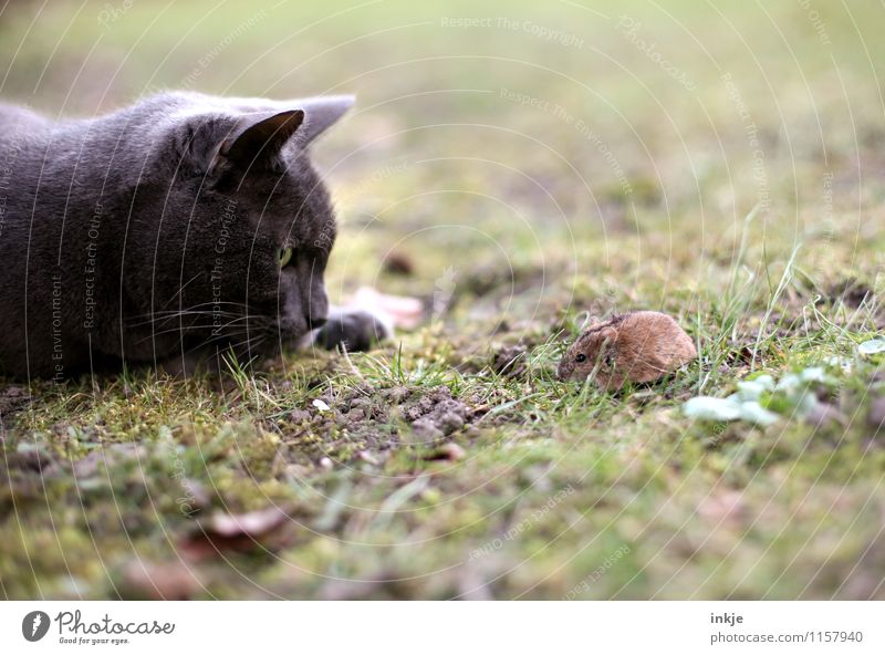 pitch and sulphur Animal Meadow Pet Wild animal Cat Mouse 2 Observe Looking Small Natural Cute Emotions Moody Self-confident Brave Together Watchfulness Serene