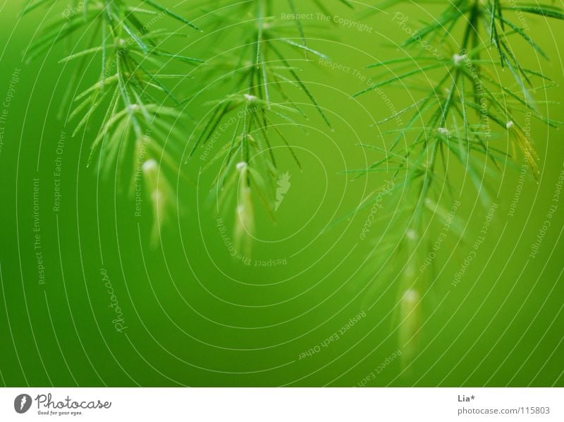 Three times green Close-up Macro (Extreme close-up) Harmonious Nature Plant Fresh Soft Green Peaceful Colour Easy Delicate Branchage Twigs and branches Fine