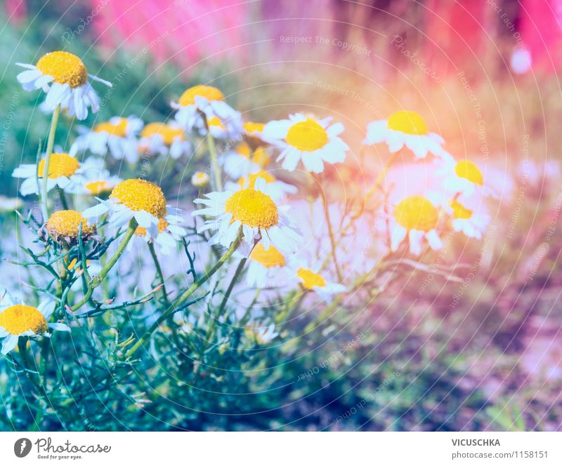 Wild chamomile in the sunshine Lifestyle Design Vacation & Travel Summer Garden Nature Sunrise Sunset Sunlight Spring Autumn Beautiful weather Plant Flower Park