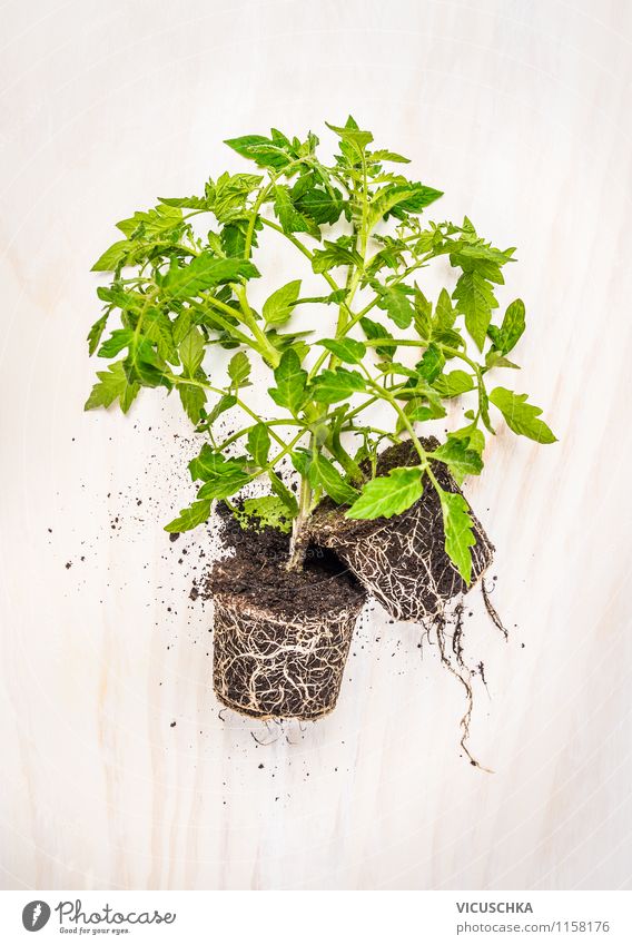 Tomato plants on a white table Style Design Life Summer Garden Table Nature Plant Spring Agricultural crop Tomato plantation Gardening Root Earth