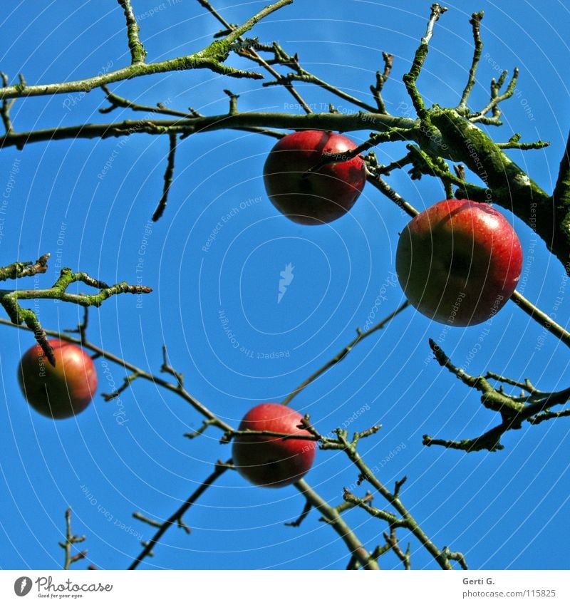 glitterball Tree Apple tree Red Living thing Autumn Leafless Heavenly Clouds Sky blue Nutrition Healthy Ecological Fruit trees Blue sky Organic produce Food