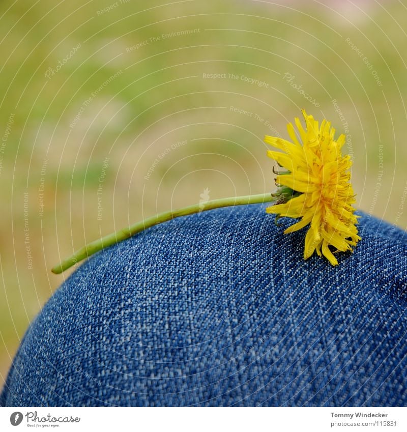 Taraxacum Blossom Flower Plant Blossom leave Meadow Grass Stalk Dandelion Multicoloured Yellow Green Seasons Spring Spring flower Botany Goof off Relaxation