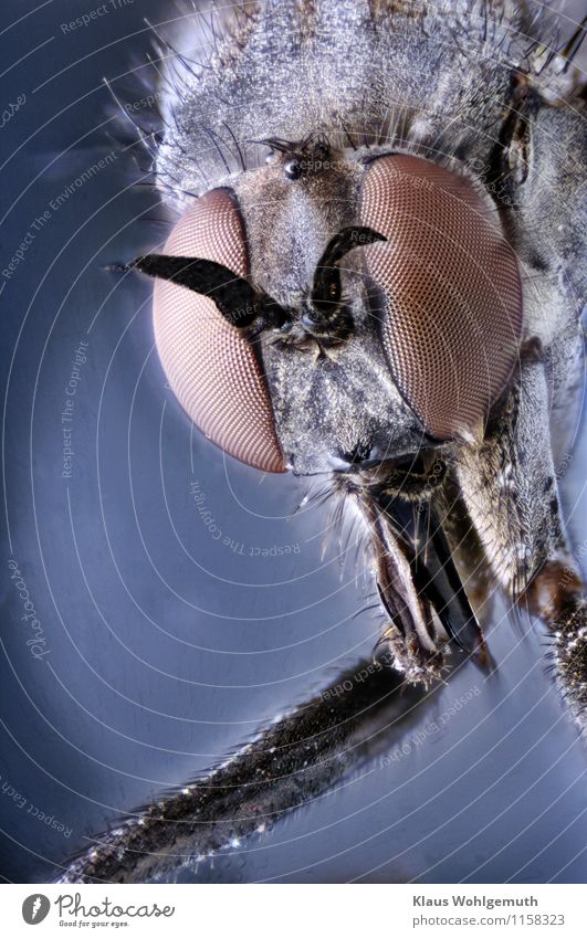 The eyes of others 2 Nature Animal Fly Animal face 1 Microscope Blue Brown Black Compound eye Feeler Photomicrograph imago Insect Colour photo Close-up Detail