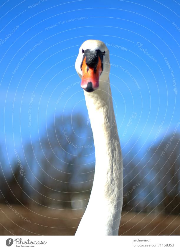 Swan, wry neck Elegant already Trip Environment Nature Beautiful weather Animal Wild animal Animal face 1 Observe Feeding Esthetic Thin great Tall Long Near