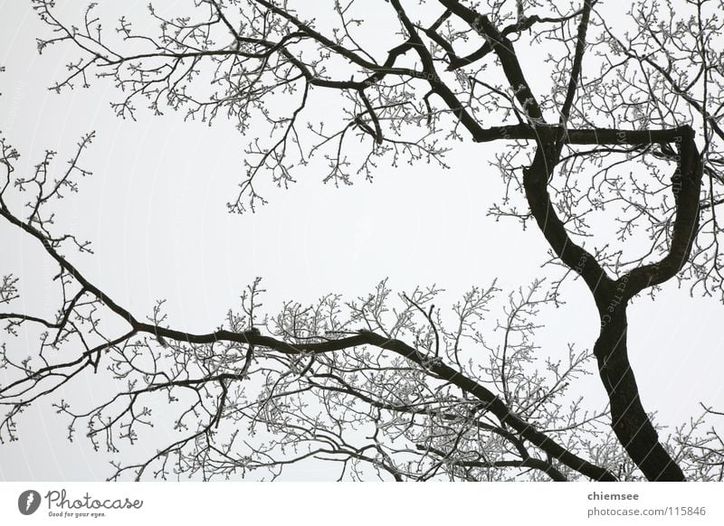 hoar frost Winter Tree Hoar frost Cold Monochrome Branch Twig Ice Snow