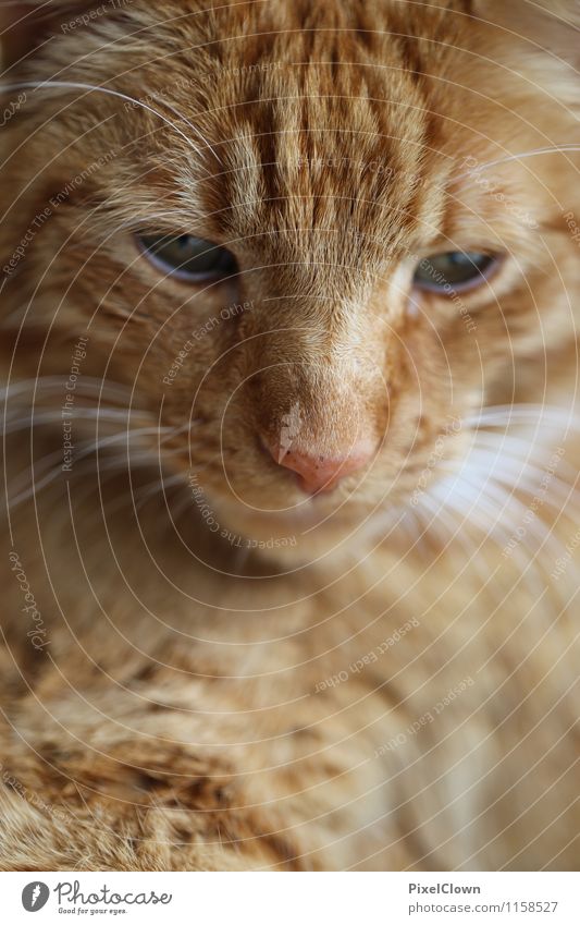 Dreamy view Garden Animal Pet Cat Animal face 1 Looking Cuddly Sweet Contentment Colour photo Looking into the camera