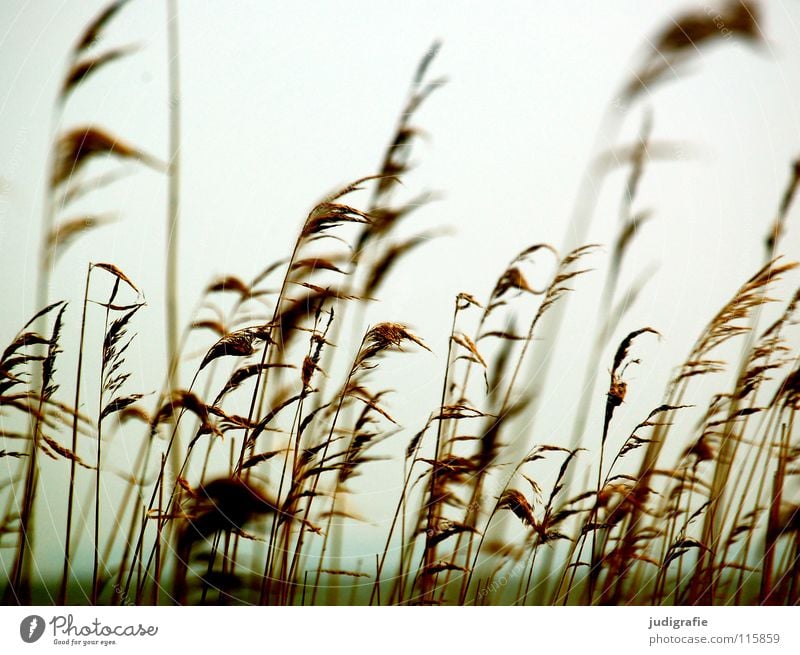 At the Bodden Grass Common Reed Boddenlandscape NP Lake Soft Cold Environment Plant Colour Beach Coast Wind panic risp Pollen Blow Nature