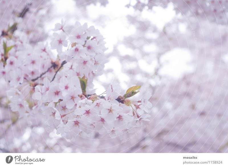 Spring Cherry blossoms, pink flowers Garden Gardening Nature Plant Tree Flower Blossom Blossoming Fresh Natural New Soft Pink White Japan blooming Floral spring