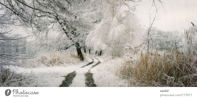 White Forest Trail Far-off places Winter Snow Environment Nature Landscape Plant Elements Earth Sky Clouds Climate Weather Beautiful weather Ice Frost Tree