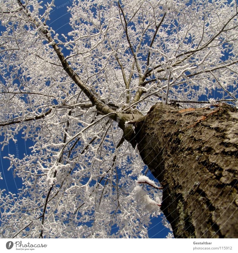 and so the winter smells I Winter Tree trunk Treetop Hissing Goodbye Holiday season Seasons Transience White Cold Glittering Formulated Beautiful Lamp End