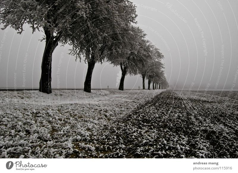 The world in black and white Winter Tree Field Curb Stripe Hoar frost White Far-off places Cold Gloomy Ice Street road trees Snow