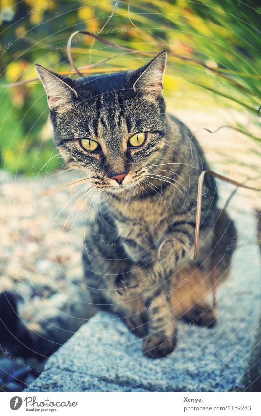 Cat Lola Garden Animal Pet Animal face 1 Stone Curiosity Observe Watchfulness Exterior shot Deserted Day Shallow depth of field Animal portrait Colour photo