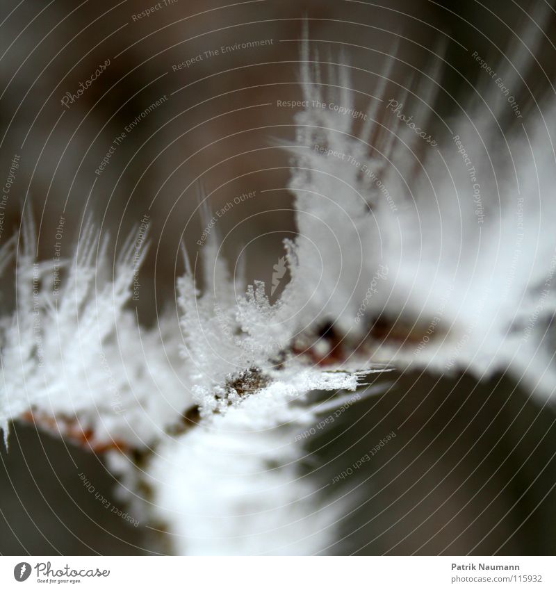 ice hedgehog Winter Ice Snow White Frozen Tree Fluid December Express train Wood flour Macro (Extreme close-up) Close-up Frost Cold Branch frozen branch Rope