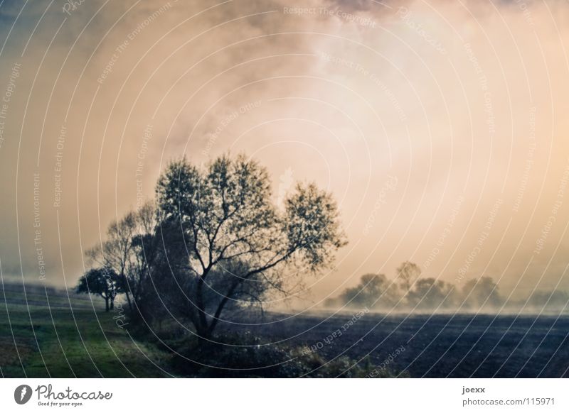 fog fields Tree Ground fog Relaxation Morning Autumn Idyll Light Think Fog Wall of fog Unclear Poetic Romance Calm Solar Power Sunlight Sunbeam Moody Daydream