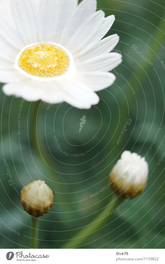 Rainy day in April Harmonious Garden Nature Water Sunlight Beautiful weather Flower Blossom Marguerite Bud Meadow Blossoming Glittering Growth Fresh Wet Natural