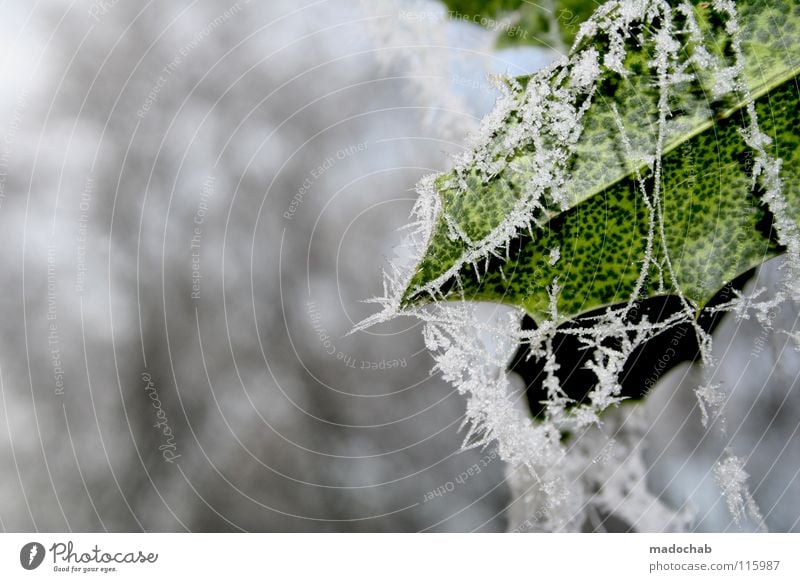 WINTER MOODS Winter Freeze Animal Botany Nature Leaf Frozen Moody Cold Beautiful Green White Frost Crystal structure Snow mood Cool (slang)