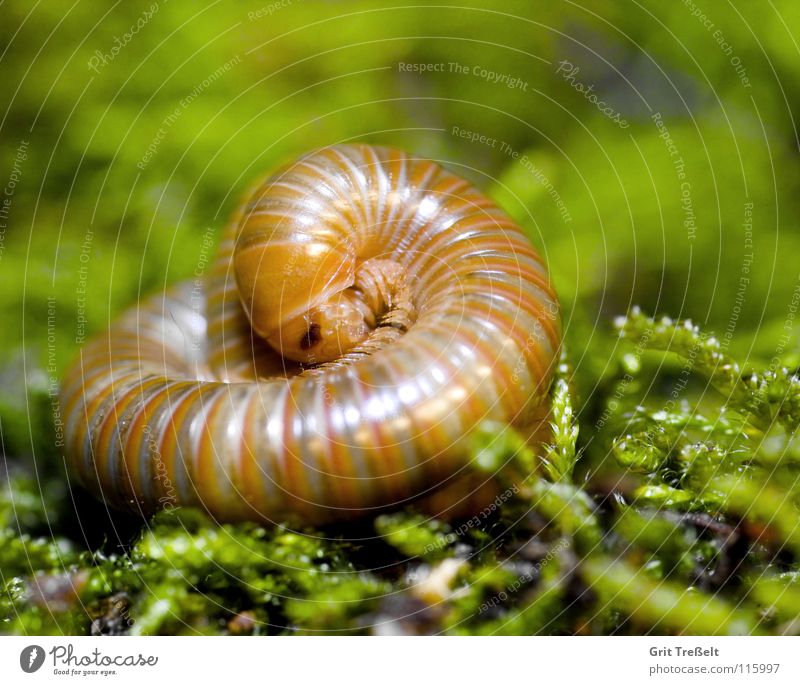 Spirostreptidae spec.1 Animal Colossus Tansania millipedes giant thousand feet Tropical species