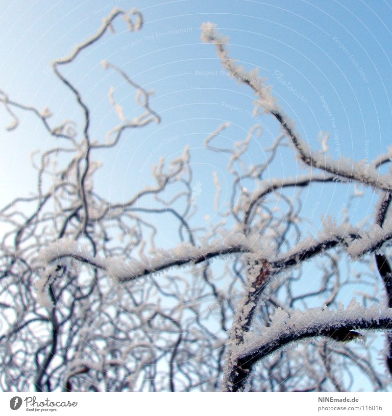 winter magic Willow corkscrew Tree Winter Cold Curved Undulating Waves White Black Brown Tree bark December Ice age Frozen Freeze to death Beautiful Hazelnut