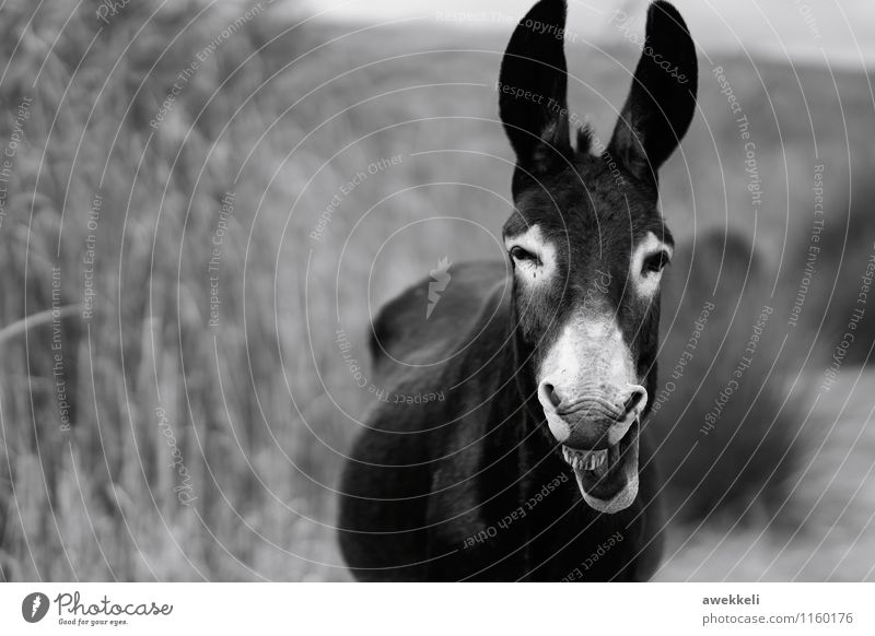 smile Farm animal Wild animal Horse Animal face Donkey 1 Joy Funster Laughter Grinning Smiling Friendliness Happiness Happy Curiosity Cute Emotions Moody