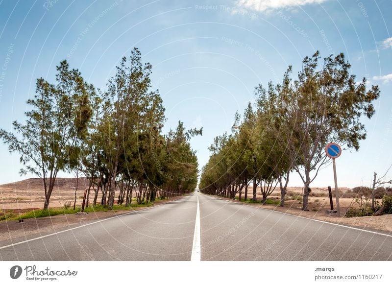 straight ahead Vacation & Travel Trip Nature Landscape Earth Cloudless sky Horizon Summer Beautiful weather Tree Avenue Fuerteventura Spain Transport