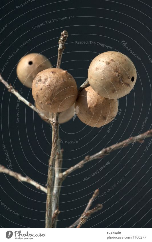 gall apple Nature Free Brown Black oak gall Evil oak gall wasp Cynips quercusfolii Oakleaf Gall common macro shot Macro shooting bile