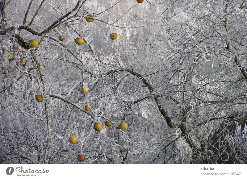 deep-frozen foods Colour photo Multicoloured Exterior shot Deserted Copy Space right Morning Deep depth of field Apple Environment Nature Winter Ice Frost Snow