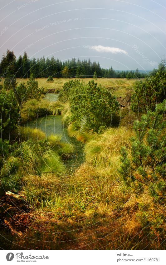 Small moor lake in the raised bog Fen Erz Mountains Landscape Bog Marsh Pond Green Georgenfelder raised bog tin forest Bushes Moor lake Wilderness