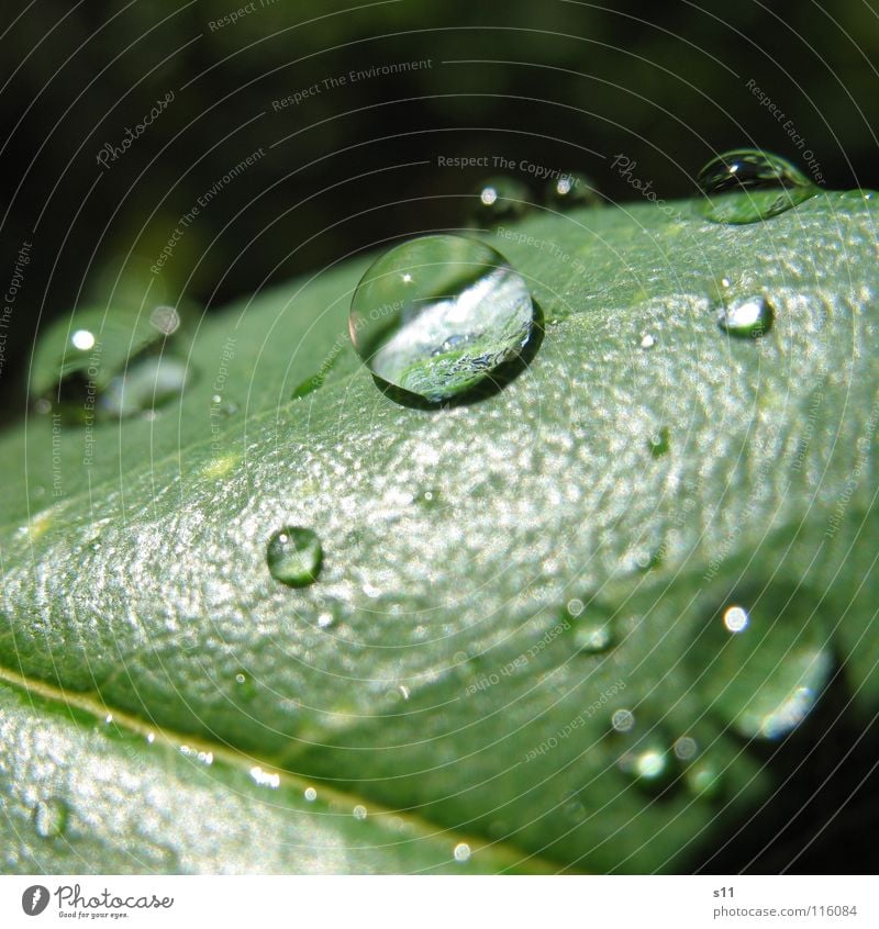 water pearl Drops of water Green Light Macro (Extreme close-up) Close-up Power Force Concentrate Water Magnifying glass