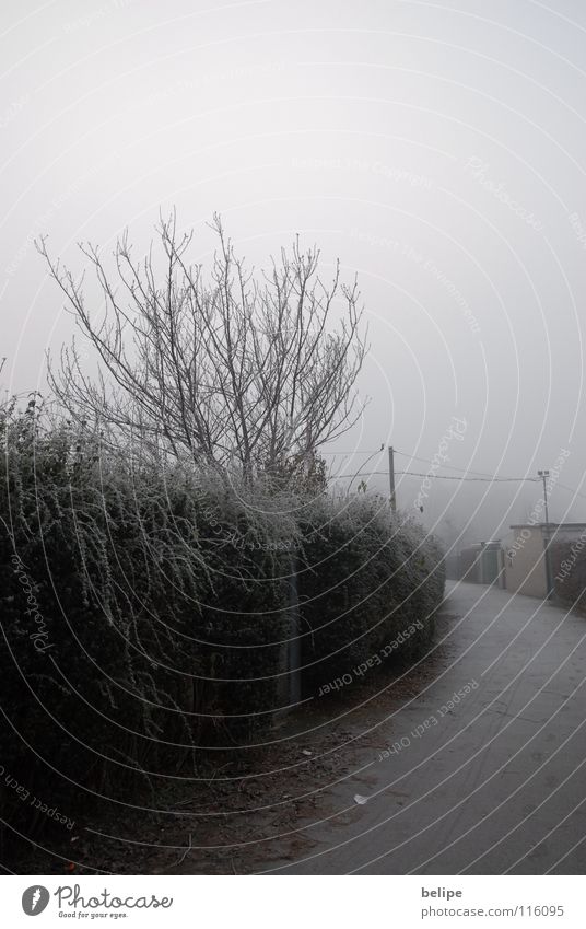 The way Tree Loneliness Unclear Hedge White Fog Wire netting fence Garden plot Winter Cologne Lanes & trails Sidewalk Frost Hoar frost Branch