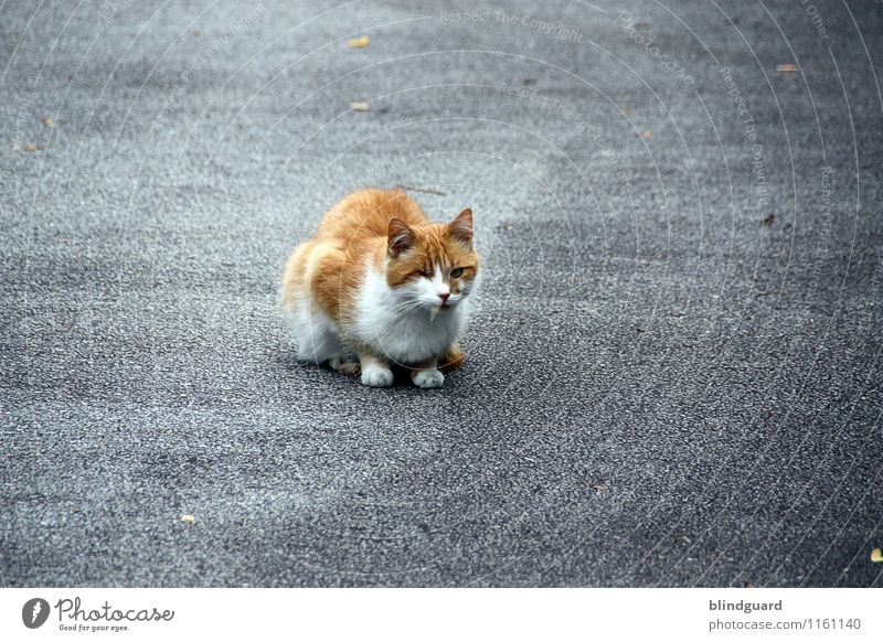 sit and wait Street Animal Pet Cat Animal face 1 Observe Hunting Looking Authentic Gloomy Brown Gray Black White Curiosity Interest Boredom Resolve Threat