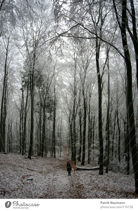 walking in a winter wonderland Winter Snowscape Ice To go for a walk Forest Clump of trees Tree Frozen Loneliness Switch off Think December Air Express train