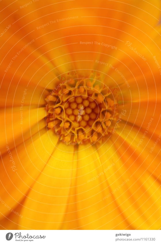 Flower Close Up 1 Plant Blossom Life Nature Calm Growth 0-30-60 Colour photo Multicoloured Exterior shot Close-up Detail Macro (Extreme close-up)