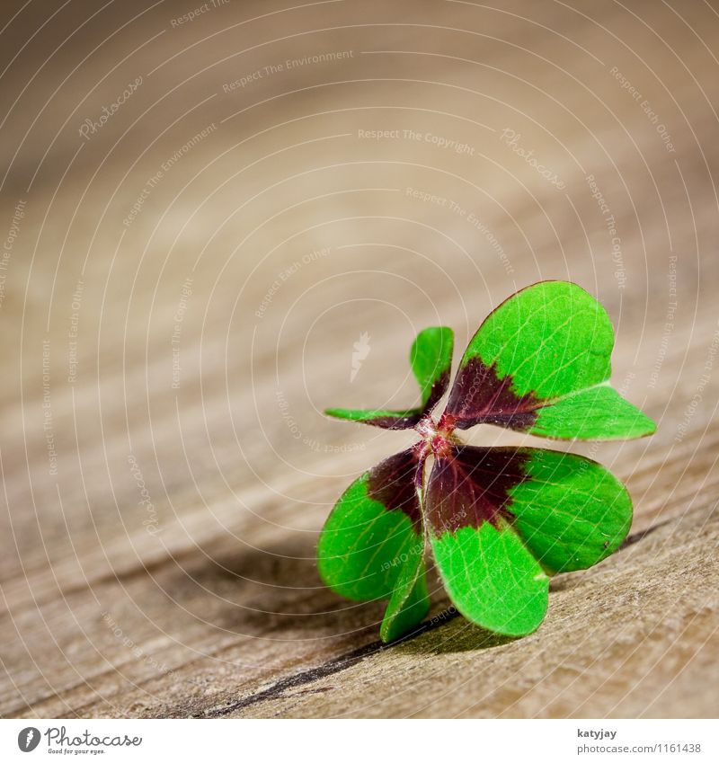 lucky clover Clover Four-leafed clover Cloverleaf Success New Year's Eve Good luck charm Joy Happy Popular belief Ireland Northern Ireland Four-leaved Leaf 4