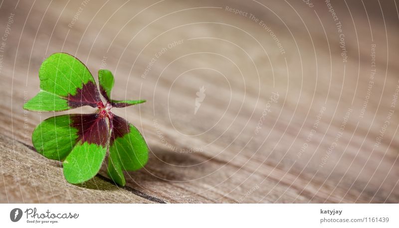 lucky clover Clover Four-leafed clover Cloverleaf Success New Year's Eve Good luck charm Joy Happy Popular belief Ireland Northern Ireland Four-leaved Leaf 4