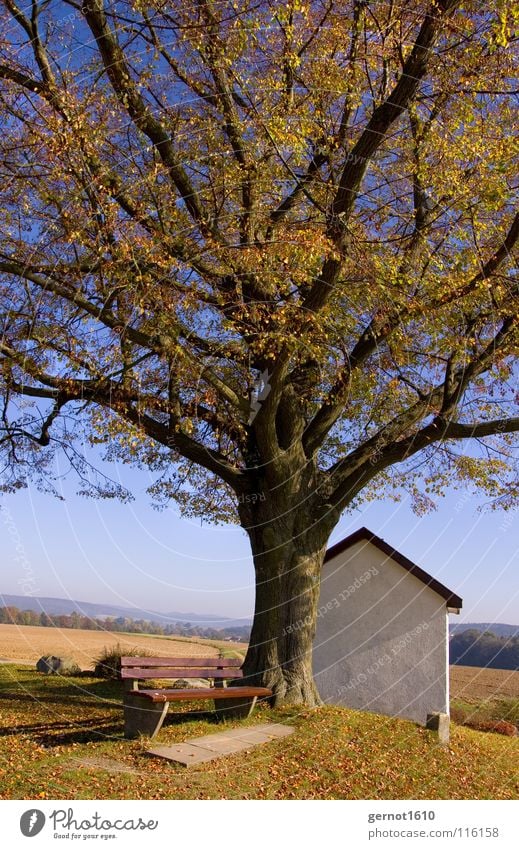 Widow Müller Autumn Calm Leaf Tree Memory Tradition Moody Cold Physics Vantage point Hill Peace Landmark Monument Morning Bench Idyll Relaxation Think Old