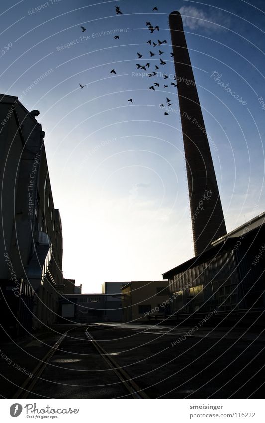 industrial romance #8 Chimney Factory Window Bird Railroad tracks Wide angle Industry Transience Sky Old Shadow Smoke