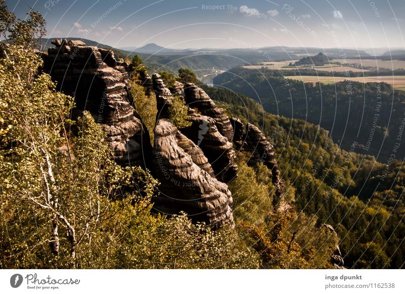 To the side of the Elbe Environment Nature Landscape Plant Elements Summer Beautiful weather Tree Forest Hill Rock Mountain Canyon Saxony Bad Schandau